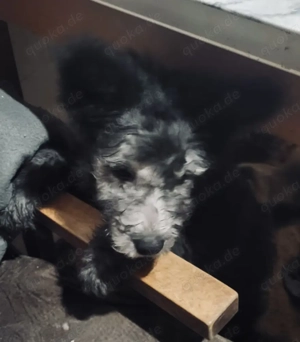 Pumi Welpen zu verkaufen, aus Rumänien, Transport möglich Bild 6