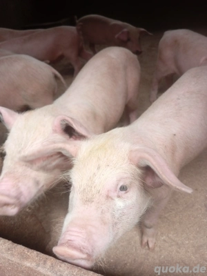 Niedliche Ferkel & wunderschöne Pfauen zu verkaufen!