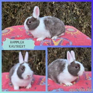Süße Zwergkaninchen Babys abzugeben,  kastriert 