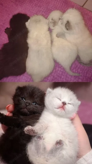 Unsere Weihnachtsbärchen suchen ein liebevolles Zuhause BKH-Kitten zum Kuscheln