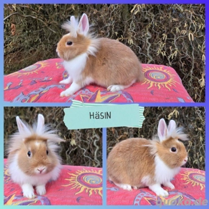 tolle junge Zwergkaninchen suchen ein neues zuhause