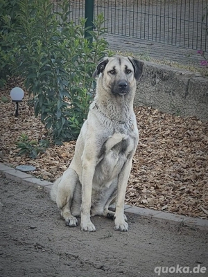Kangal Hündin