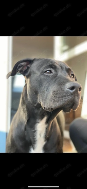 American Pit Bull Terrier absoluter Familienhund sucht neues Zuhause