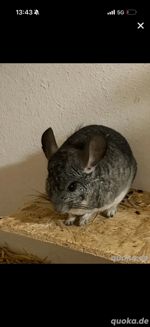 Chincilla Weibchen