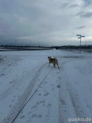 Olivia   vorsichtige, liebevolle Hündin sucht ihre Menschen