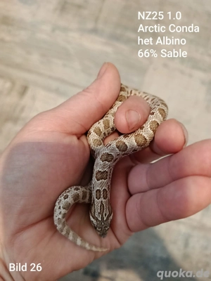 Hakennasennatter (Heterodon nasicus) aus eigener Nachzucht 2025 zu verkaufen!