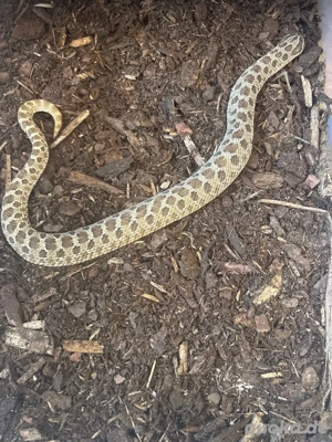 0.1 Hakennasennatter (Heterodon nasicus)
