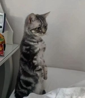 Süßer kleiner EKH Kater 