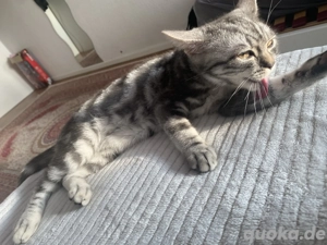  kleiner EKH Kater 