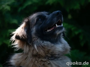 Tolle Loya sucht ihr Zuhause