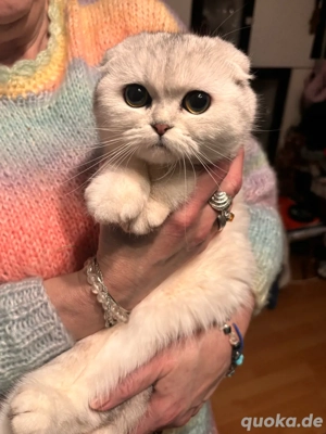 bkh katze zu verkaufen 