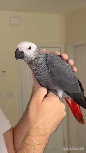 Handaufgezogene und zahme Kongo-Graupapageien