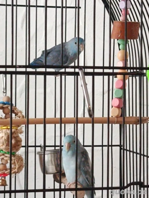 Sperlingspapagei Pärchen 