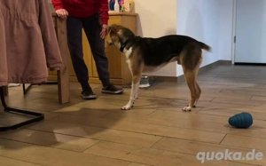 Zuhause gesucht für Samu Bild 3