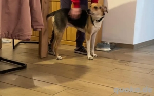 Zuhause gesucht für Samu Bild 4