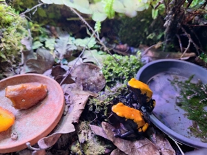 Pfeilgiftfrösche (Dendrobaten) in 31226 Peine