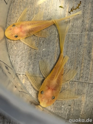 Die letzten 7 Welse L144 longfin gelb ca. 4,5-5 cm. 