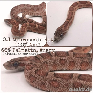 0.1 Microscale het Amel 66% Palmetto, Anery(Scaleless, Micro, Microscaleless)   