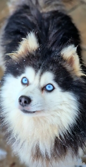 Pomsky Wolly Toy F3 DECKRÜDE 