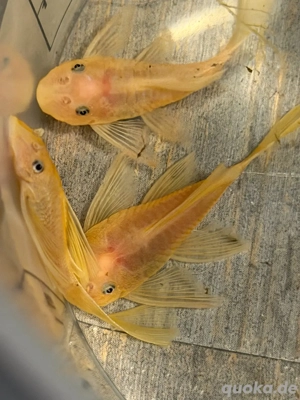 5 x  junge Welse L144 Longfin Gelb mit dunklen Augen .
