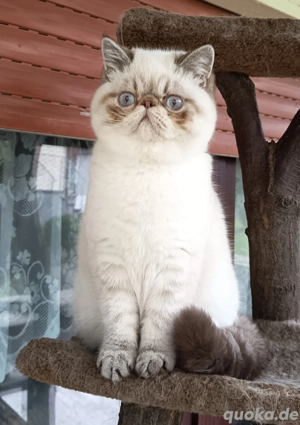 Super verschmustes Point-Katerchen 