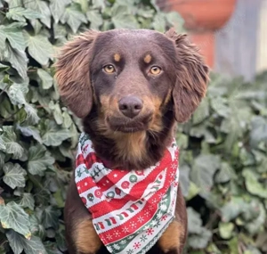 ROSIE - verspielte Schönheit (wartet in Rumänien)