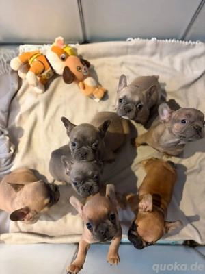 Bezaubernde Französische Bulldoggen Welpen 