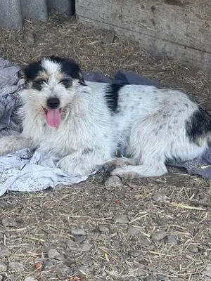 Noris - er wäre der perfekte Familienhund für Dich