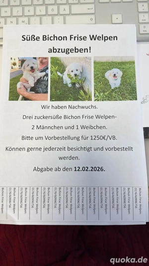 Süße Bichon Frisen Welpen abzugeben !