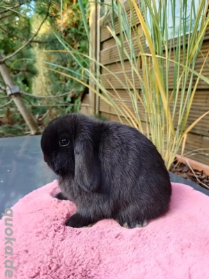 Mini Lop männlich geimpft minilop Zwergkaninchen Zwergwidder hase Kaninchen 