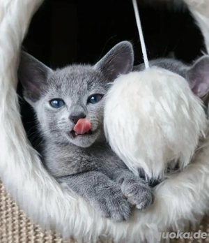 Russisch Blau Kitten mit Stammbaum