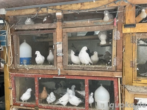 Ziertauben   Rassetauben abzugeben   verschiedene Farben & Zeichnungen