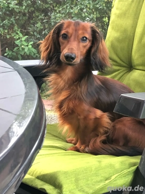 Zwergdackel Deckrüde ( kein verkauf)