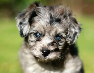 Cavapoo-Welpen Pudel x Cavalier merle Doodel mit Gesundheitszeugnis (Cockapoo, Cockerpoo, Maltipoo)