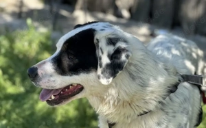 Schreibst du mit an Fleckis Happy End? Bild 5