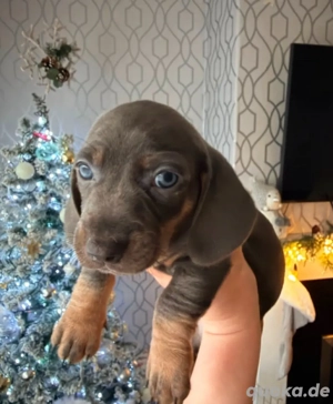 Standard-Dackelwelpen