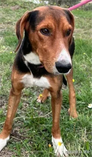 Der absoltute Traumhund Buddy sucht nun seine Menschen für immer