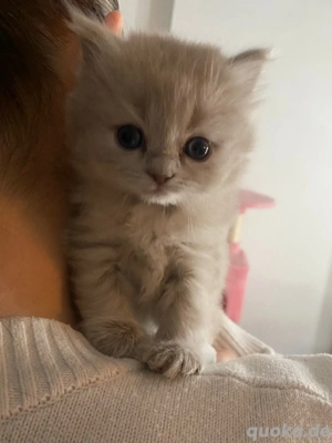 bkh Plüschbabys   Bild 3