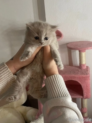 bkh Plüschbabys   Bild 4