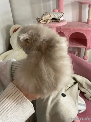 bkh Plüschbabys   Bild 5