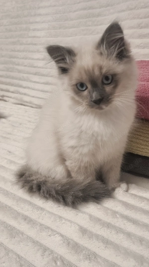 ! Nur noch 2 Heilige birma Kitten Abgabe bereit! 