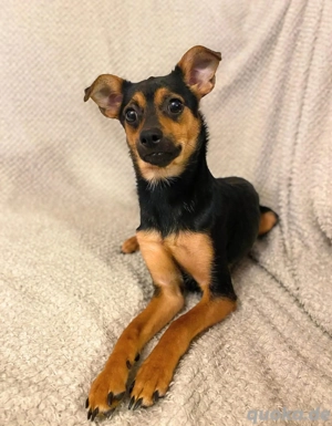 Ronja - ist anhänglich&verschmust 