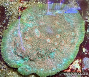 Echinophyllia Chalice "Rainbow Convict"