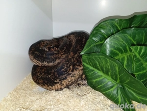 Bci Hypo Leopard poss squaretail 