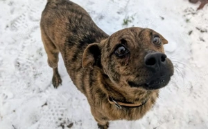 Einfühlsames Zuhause für Tobi gesucht