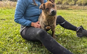 Einfühlsames Zuhause für Tobi gesucht