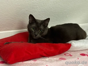 Siam - BKH Mix 2 Jahre 