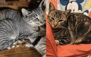 Philipp und Dominik suchen gemeinsam ein neues Zuhause (als Wohnungskatzen)