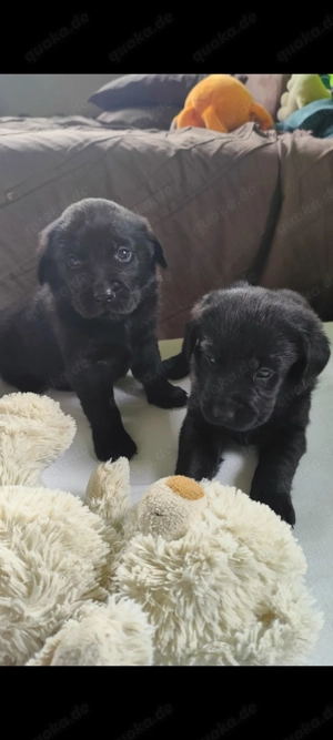 Labrador Welpen 