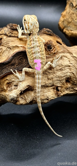 Pogona vitticeps Bartagame Hypo leatherback female